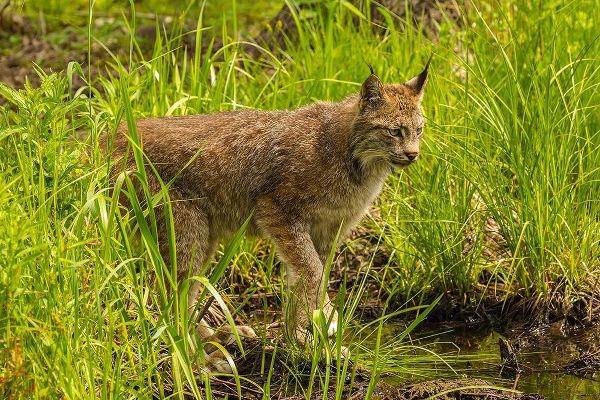Minnesota-Pine County Lynx close-up